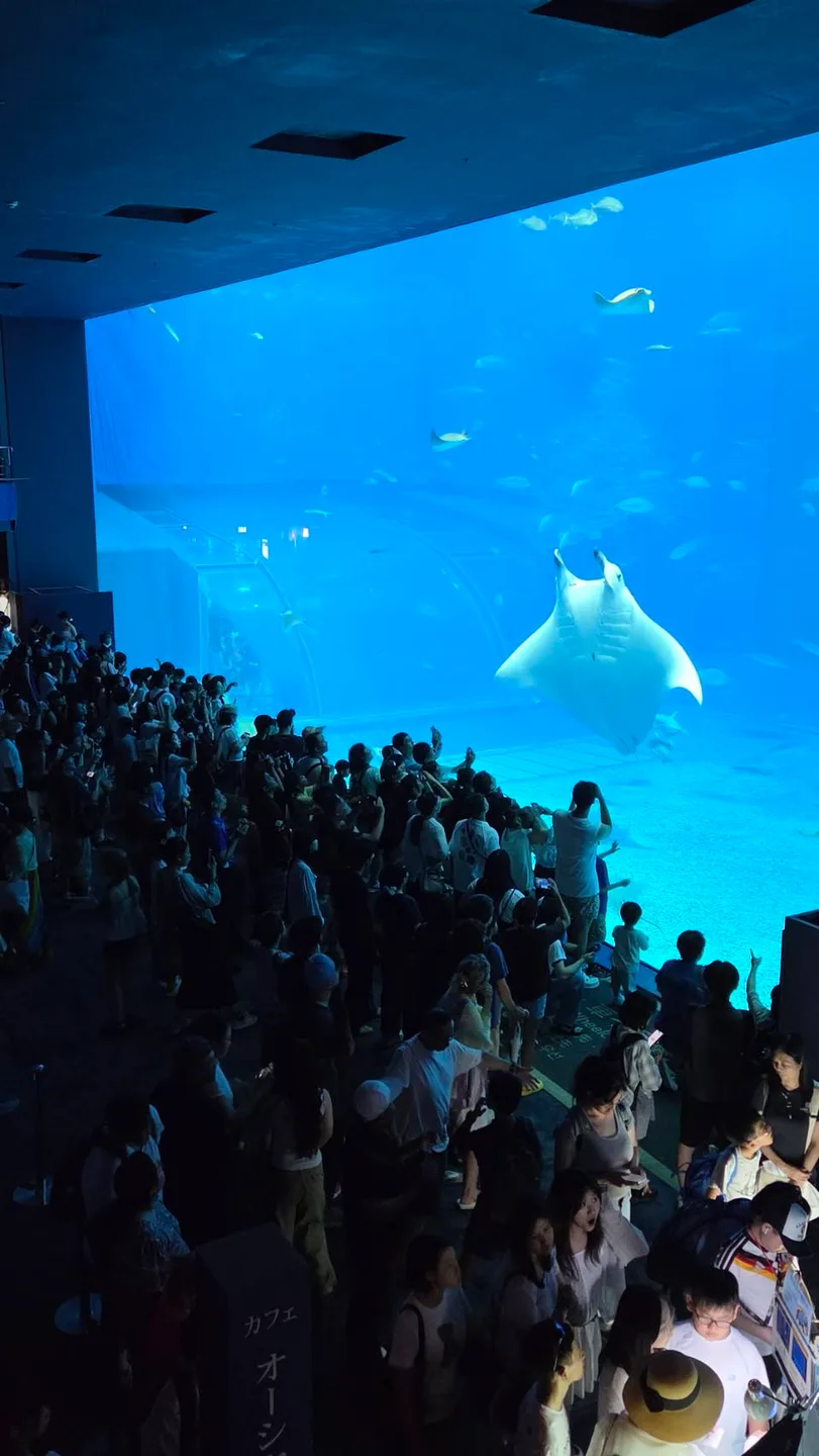 魟魚展開胸鰭游近水槽前的遊客