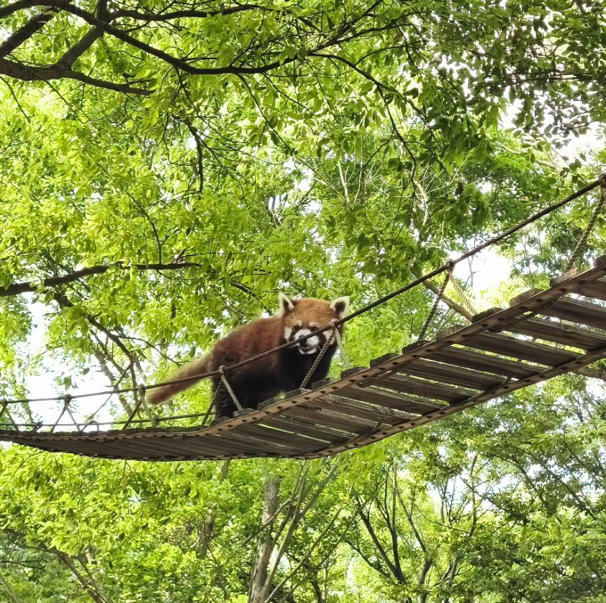 上海野生動物園動物